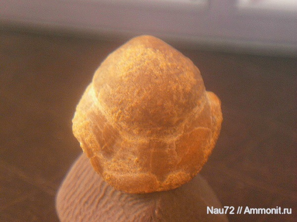 брахиоподы, Крым, готерив, нижний готерив, Уступ нарастания, Musculina, Musculina nuciformis