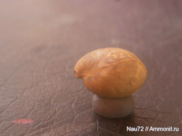 брахиоподы, Крым, готерив, Russiella, нижний готерив