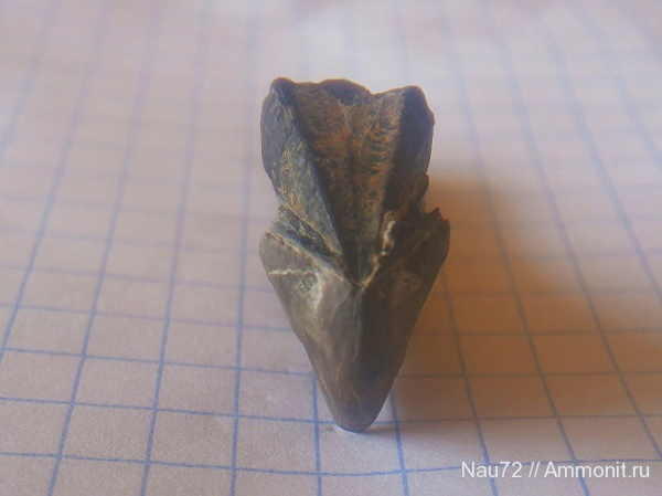 Крым, апт, ринхолиты, Hadrocheilus