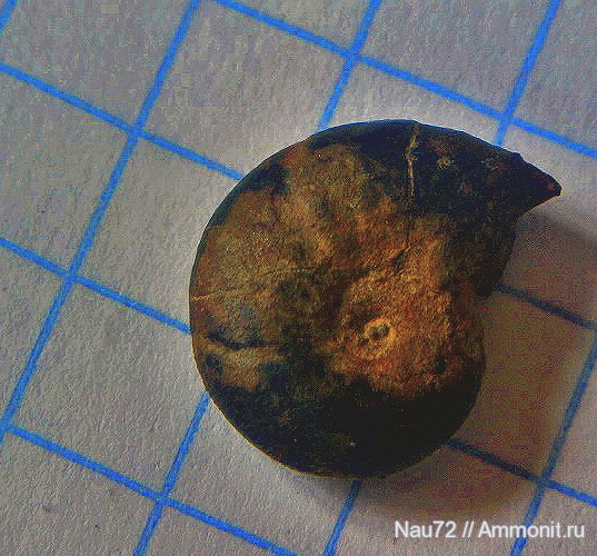 аммониты, Крым, верхний баррем