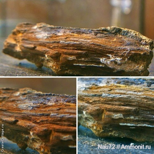 окаменевшее дерево, Крым, апт