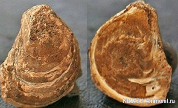 двустворки, нижний мел, Крым