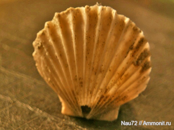 двустворки, берриас, Chlamys, Крым, Spondylopecten subspinosus, Spondylopecten