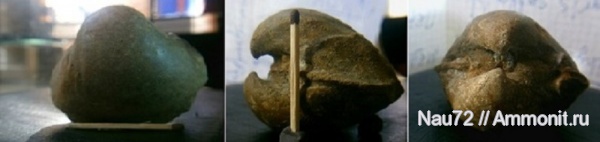 двустворки, Крым, готерив, нижний готерив