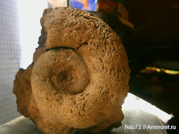 аммониты, Крым, готерив