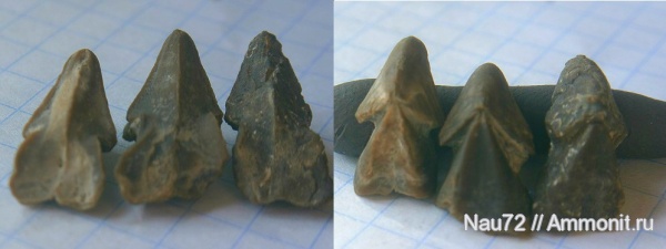 Крым, апт, ринхолиты, Hadrocheilus