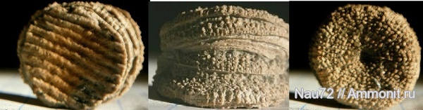 кораллы, Крым, апт