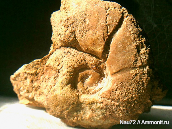аммониты, Крым, готерив