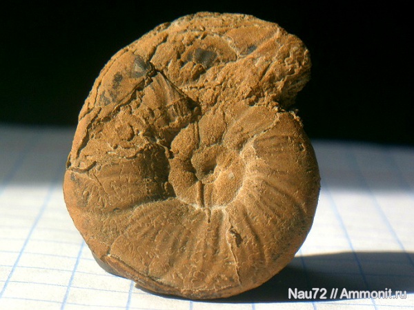 аммониты, Крым, баррем, нижний баррем, Spitidiscus