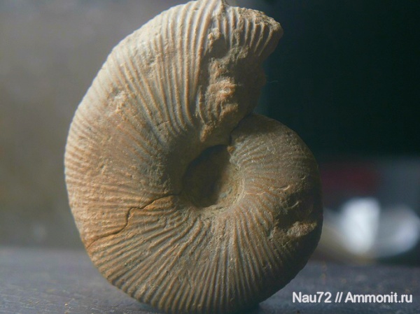 аммониты, Крым, баррем, нижний баррем