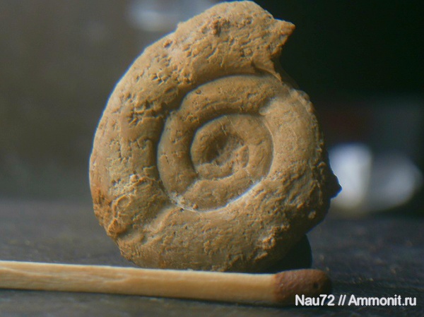 аммониты, Крым, готерив, Silesites, Silesites vulpes