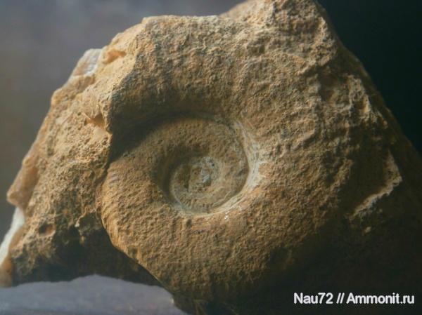 аммониты, Крым, готерив