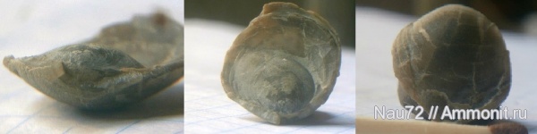 брахиоподы, Крым, апт