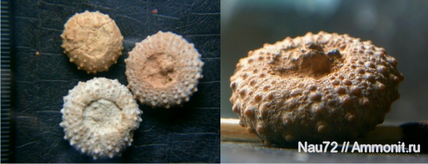 морские ежи, Крым, готерив, Phymosoma, нижний готерив