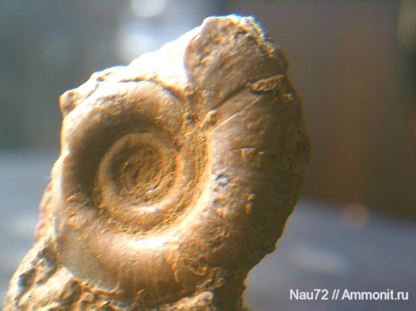 аммониты, Крым, готерив, Biasaloceras