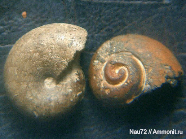 аммониты, гастроподы, Крым, верхний баррем