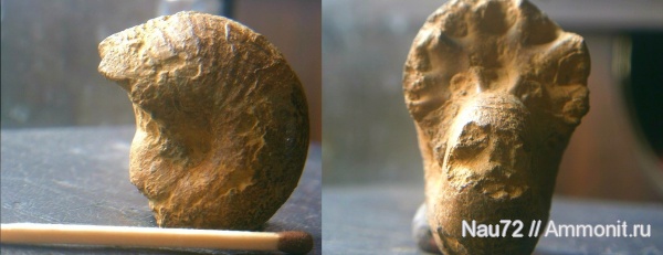 аммониты, Крым, готерив, Phyllopachyceras, Phyllopachyceras eichwaldi