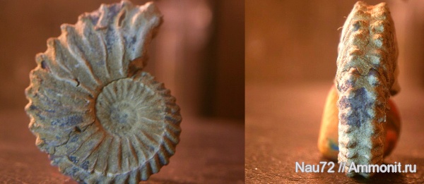 аммониты, берриас, Neocosmoceras, Neocosmoceras euthymi