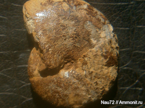 аммониты, Крым, готерив, баррем, нижний баррем, Euphylloceras, Phylloceratina, Euphylloceras ponticuli