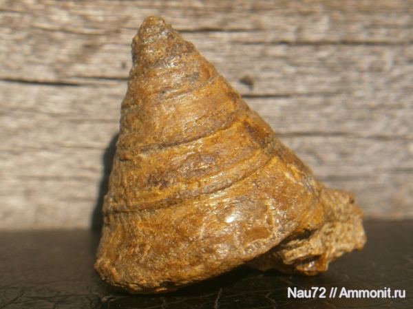 гастроподы, Pleurotomaria, Крым, готерив, Pleurotomaria karakaschi