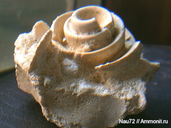 гастроподы, Крым, верхний мел, Strombus