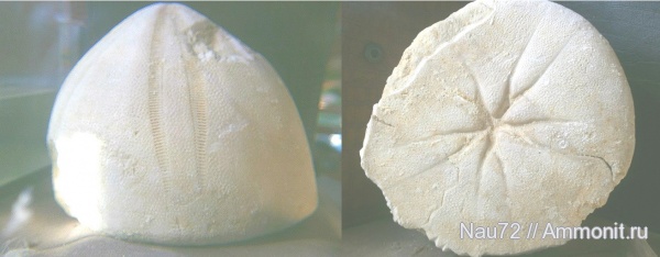 морские ежи, палеоген, Крым, Conoclypus, Conoclypus conoideus