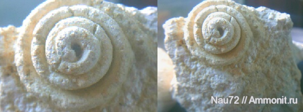 гастроподы, палеоген, Крым, Strombus