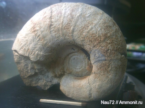 аммониты, Крым, верхний мел