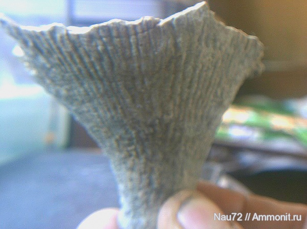 губки, Крым, верхний мел