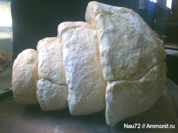 гастроподы, Крым, верхний мел, Cerithium