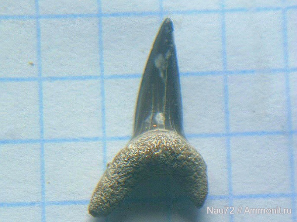 эоцен, акулы, Крым