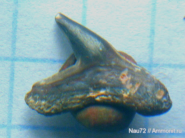 эоцен, акулы, Крым