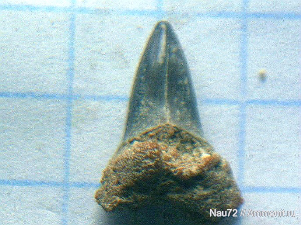 эоцен, акулы, Крым