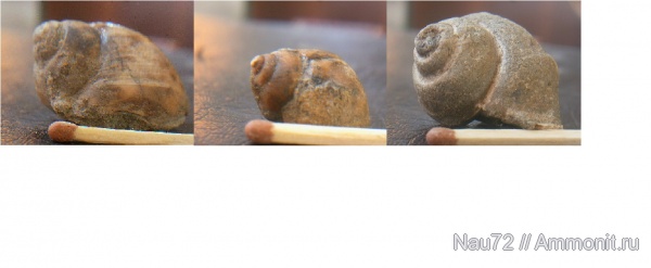 гастроподы, берриас, Крым