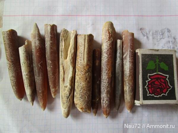 белемниты, Крым, верхний мел, Belemnitella