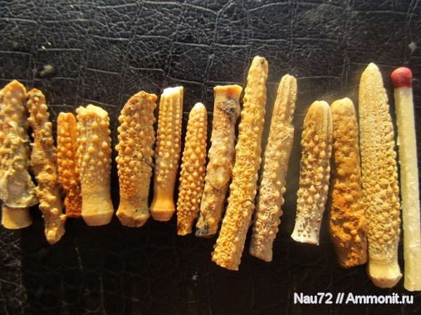 морские ежи, нижний мел, Крым