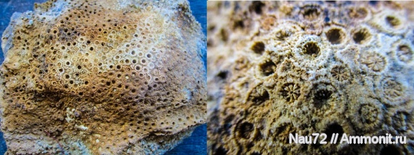 кораллы, нижний мел, колониальные кораллы