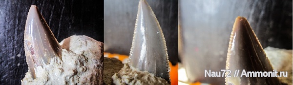 акулы, Крым