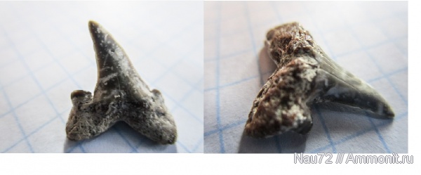 эоцен, акулы, Крым, Striatolamia, Striatolamia macrota