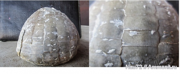 морские ежи, мел, маастрихт, Крым, верхний мел, Echinocorys, ежи