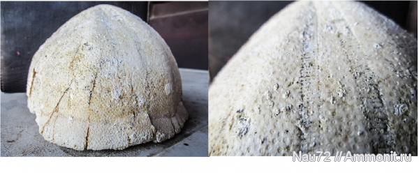 морские ежи, палеоген, Крым, Conoclypus, ежи, Conoclypus conoideus