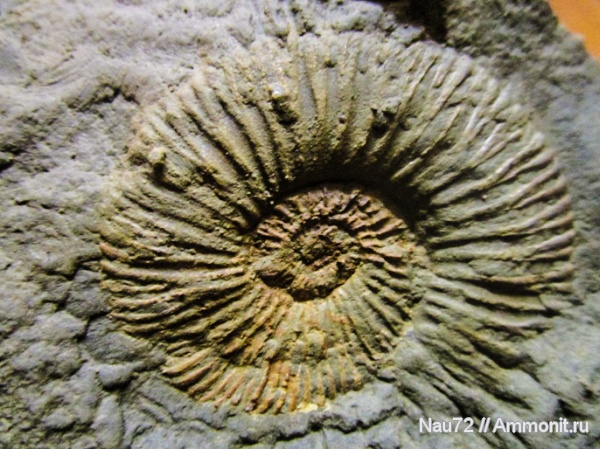 аммониты, нижний мел, берриас, Крым