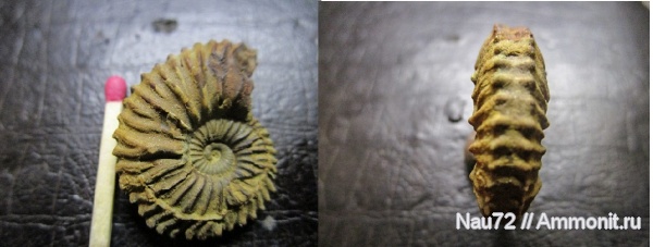 аммониты, нижний мел, берриас, Крым, Neocosmoceras, Neocosmoceras euthymi