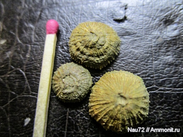 кораллы, нижний мел, берриас, Крым, Discocyathus, Discocyathus radians