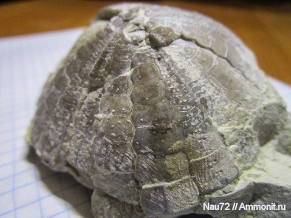 морские ежи, Крым, верхний мел, Echinocorys