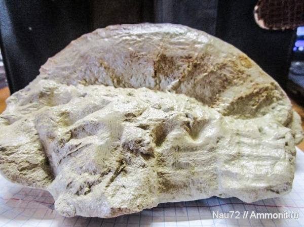 аммониты, Крым, верхний мел, Pachydiscus