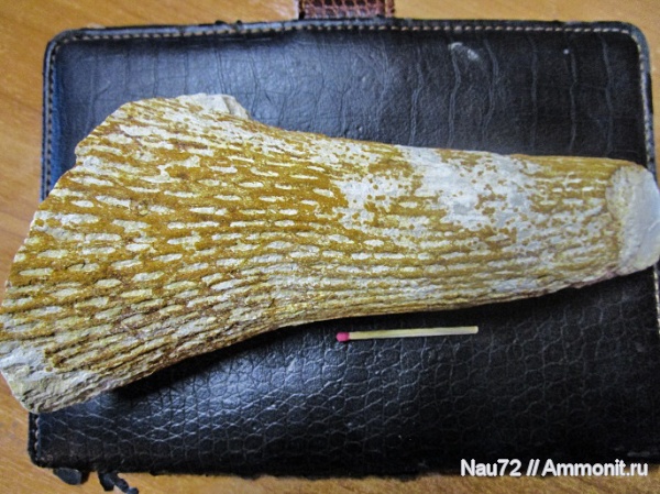 губки, Крым, верхний мел