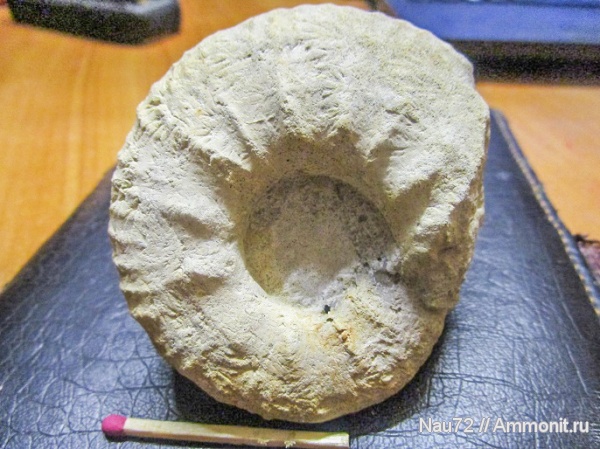 аммониты, маастрихт, Крым, верхний мел, Pachydiscus