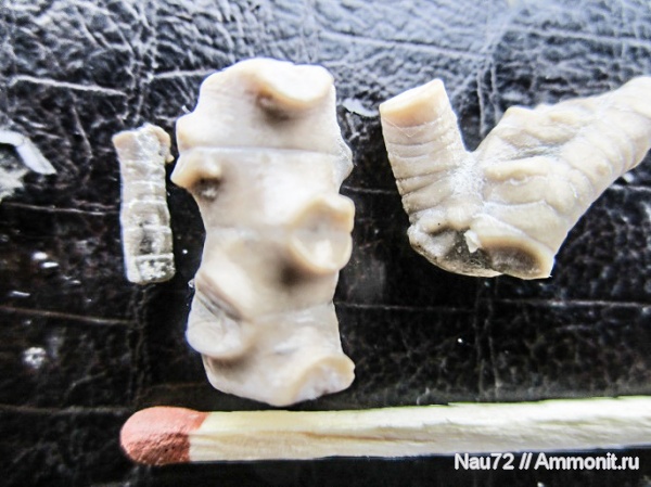 криноидеи, Крым, верхний мел