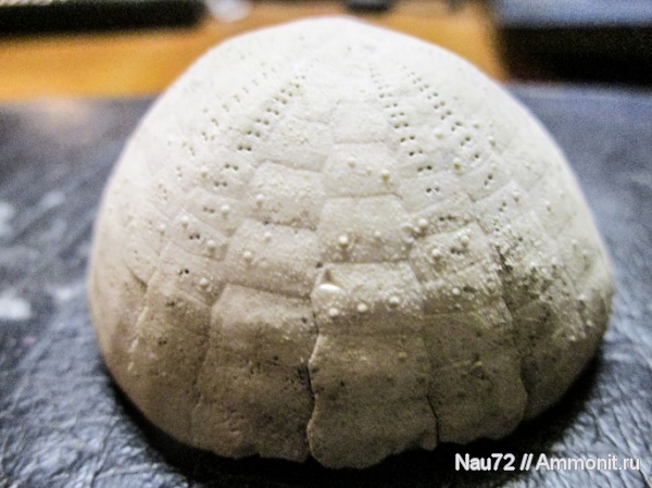 морские ежи, маастрихт, Крым, верхний мел, Echinocorys, ежи